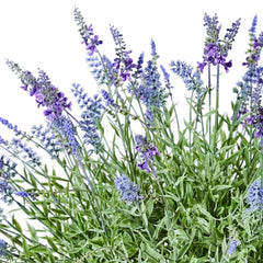 Lavender Urn Filler
